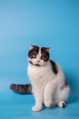 a black and white cat sitting in front of a blue background looking at camera. isolated