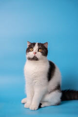 Obraz premium a black and white cat sitting in front of a blue background looking something. isolated