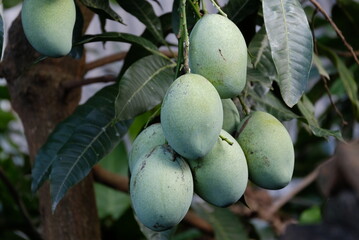 A bunch of mangoes with a blurry leaf background Young mango.