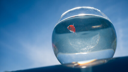 A goldfish swims in a round aquarium against a blue sky. 