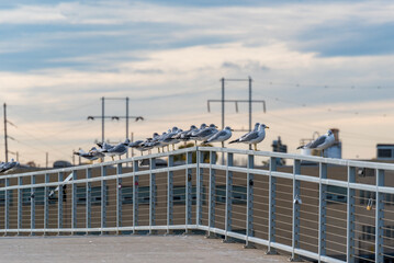 Ring-Billed Gulls Perched On A Bridge Railing During Fall Migration
