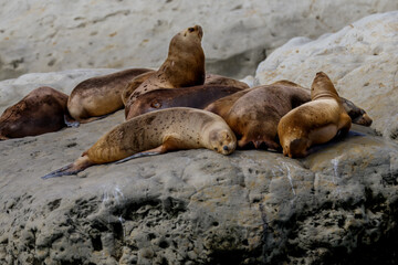 A colony of sea lions along the beaches of Puerto Madryn, Argentina
