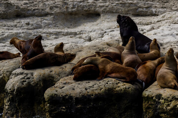 Naklejka premium A colony of sea lions along the beaches of Puerto Madryn, Argentina 