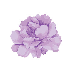 Watercolor floral illustration set. Pink pink flowers for bouquets, wedding invitations, anniversary, anniversary, postcards, greetings

