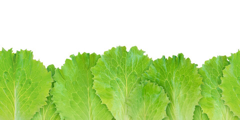 Lettuce salad green leaves seamless horizontal border pattern isolated transparent png. Lactuca...