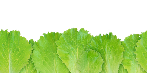 Lettuce salad green leaves seamless horizontal border pattern isolated transparent png. Lactuca sativa leaf vegetable.