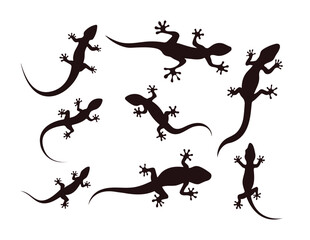 Fototapeta premium Lizard silhouette with many options, Gecko crawling climbing, Reptile lover