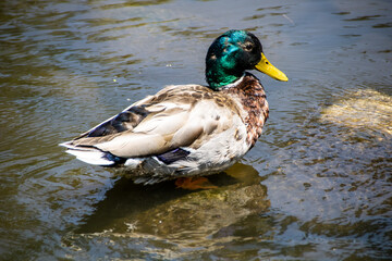 duck on the water