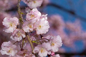 cherry tree blossom