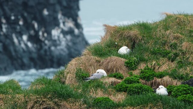 Seagulls sit in a nest on a rocky cliff by the ocean. Wildlife of Iceland. Sea birds incubate eggs. 