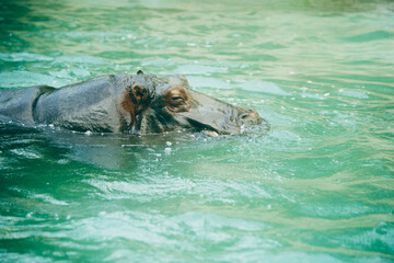 Fototapeta premium かば