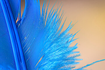 Blue feather on a gold background