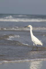 Garça em busca de comida da arreia da praia. 