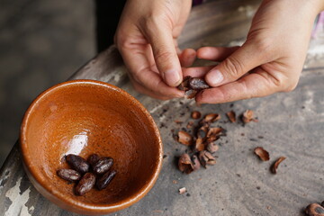 Separating cacao husk from cacao beans by hand to make chocolate