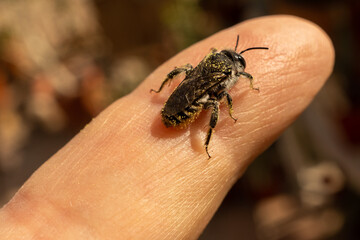 Wild Bee on Man's finger