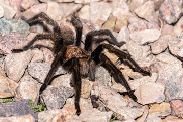 Dark legged tarantula on rocks