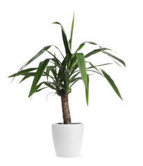Beautiful yucca plant in pot on white background. House decor