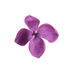 One beautiful lilac flower isolated on white