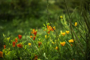 The California poppy is used as an ornamental since in summer