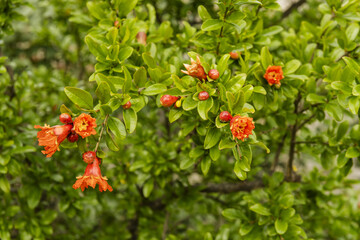Tree branches with orange red flowers