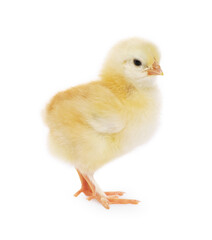 Cute fluffy baby chicken on white background
