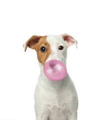 Cute Jack Russell Terrier dog blowing bubble gum on white background