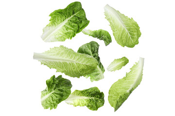 Fresh romaine lettuce leaves falling on white background