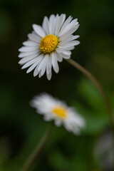 Obraz premium Two chamomiles in the summer field