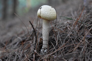 White Mushroom Maine