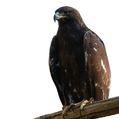 Illustration of an eagle with a transparent background