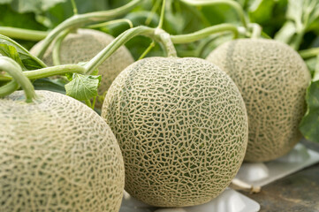 畑で収穫した新鮮で甘く美味しいメロン