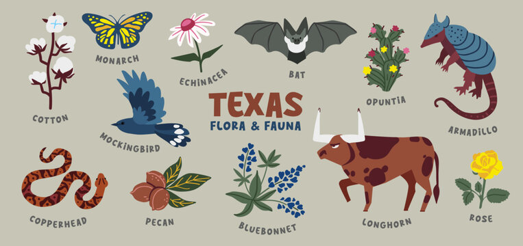Texas animals and plants. Vector illustration. Clipart collection