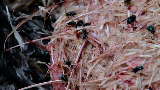 Slow motion and close up of flies feasting on pile of plucked feathers from processed chickens.
