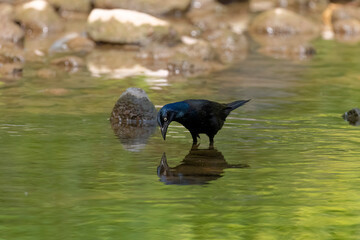he common grackle (Quiscalus quiscula)  looking for food for the young in shallow water in a creek