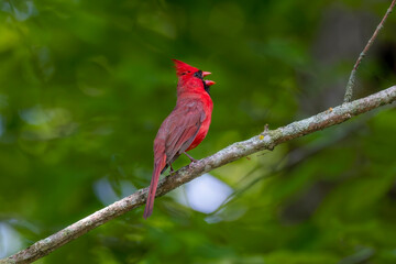 The northern cardinal (Cardinalis cardinalis). Male in spring during  bird courtship sitting on a branch tree