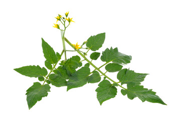 Tomato leaf isolated on transparent png