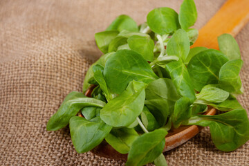 wooden spoon with micro spinach, selective focus, copy space