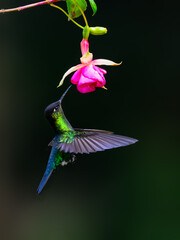Fiery-throated Hummingbird in flight feeding on pink flower against green background