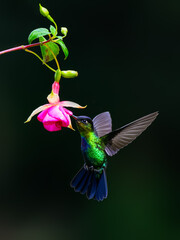 Fiery-throated Hummingbird in flight feeding on pink flower against green background
