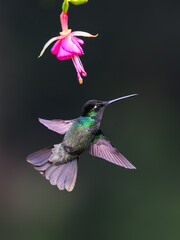 Talamanca Hummingbird in flight feeding on pink flower against green background