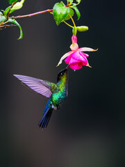 Obraz premium Fiery-throated Hummingbird in flight feeding on pink flower against green background