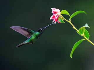 Talamanca Hummingbird in flight feeding on pink flower against green background