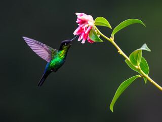 Obraz na płótnie Canvas Fiery-throated Hummingbird in flight feeding on pink flower against green background