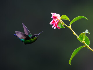 Fototapeta premium Fiery-throated Hummingbird in flight feeding on pink flower against green background