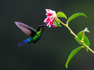 Fiery-throated Hummingbird in flight feeding on pink flower against green background