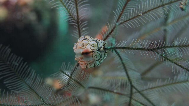 Doto Greenamyeri Nudibranch donut Tulamben Bali 