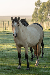 Obraz premium Criollo horses in the countryside of Uruguay.