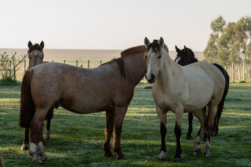 Obraz premium Criollo horses in the countryside of Uruguay.