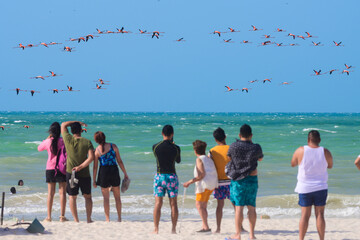 People watching the flamingo migration from the beach