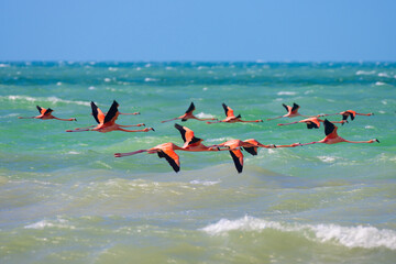 Flamingos flying on the beach of Sisal, Yucatan, México - obrazy, fototapety, plakaty